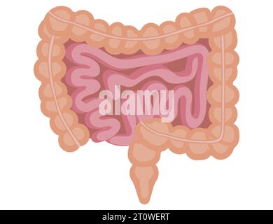 Organo interno del corpo umano. Intestini isolati su sfondo bianco. Illustrazione vettoriale. EPS 10. Illustrazione Vettoriale