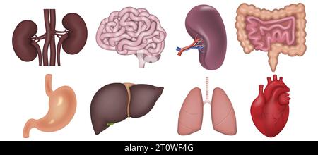 Organi umani interni realistici isolati su sfondo bianco. Illustrazione vettoriale. EPS 10. Illustrazione Vettoriale