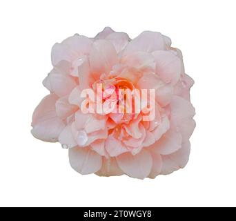 Le rose rosa su sfondo bianco Foto Stock