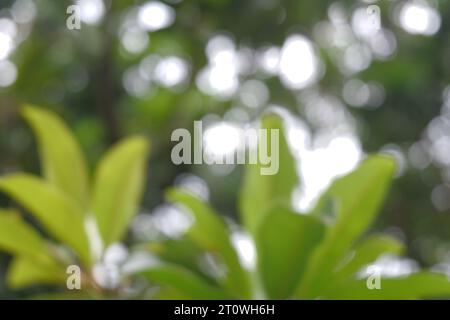 Sfocatura dello sfondo catturata in natura Foto Stock