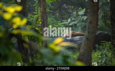 Leopardo nella roccia, leopardo che dorme nella roccia, leopardo indiano, leopardo che riposa nella roccia Foto Stock