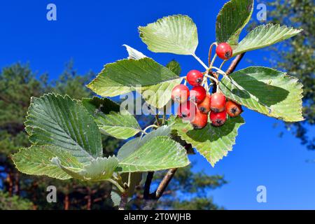 Dettaglio delle foglie e dei frutti maturi del fascio bianco (aria edulis o Sorbus ari) contro il cielo blu. Foto Stock