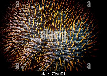 Stelle marine di Acanthaster che strisciano sulla barriera corallina a Nosy Be. Famigerato predatore corallino noto come stella marina della corona di spine, ricoperto da spine velenose. Foto Stock