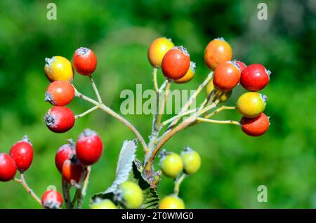 Dettaglio delle foglie e dei frutti maturi del fascio bianco (aria edulis o Sorbus ari) contro il cielo blu. Foto Stock