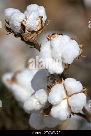 KORLA, CINA - 9 OTTOBRE 2023 - il cotone matura in un campo a Korla, provincia dello Xinjiang, Cina, 9 ottobre 2023. Foto Stock