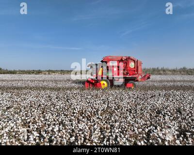 KORLA, CINA - 9 OTTOBRE 2023 - Un coltivatore di cotone raccoglie cotone in un campo a Korla, provincia dello Xinjiang, Cina, 9 ottobre 2023. Foto Stock