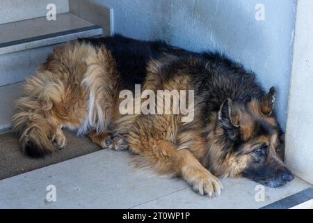 Cane pastore tedesco che si trova all'ingresso di casa Foto Stock