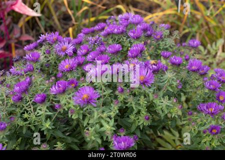 Symphyotrichum novae-angliae 'cupola viola' New England aster. Foto Stock