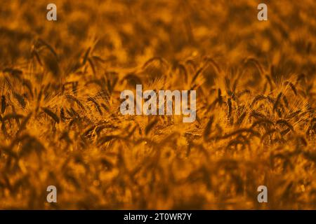 Una vista panoramica delle piante che crescono in un campo all'ora d'oro Foto Stock