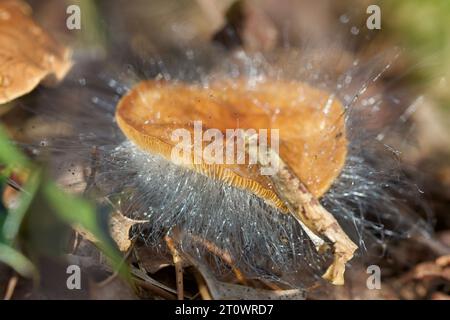 Fungo su un fungo! Il fungo Bonnet Mould, Spinellus fusiger, parassita i funghi selvatici invecchiati, trasformandoli in un cuscinetto fuzzy Foto Stock