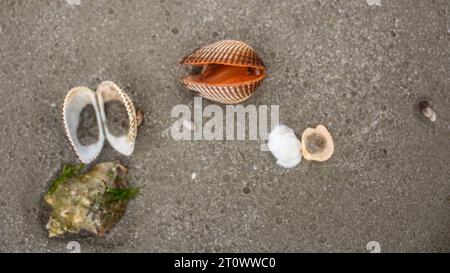 creatura, lumaca, guscio a spirale, granchio da cocco, paesaggio marino, relax, conchiglia, libertà, design, blu, ali, pesci, paesaggio, selvaggio, fauna selvatica, all'aperto, e Foto Stock