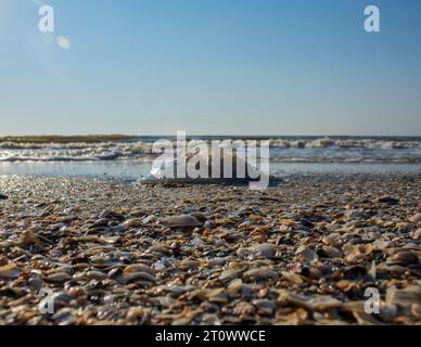 creatura, lumaca, guscio a spirale, granchio da cocco, paesaggio marino, relax, conchiglia, libertà, design, blu, ali, pesci, paesaggio, selvaggio, fauna selvatica, all'aperto, e Foto Stock