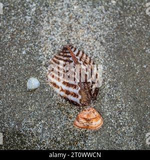 creatura, lumaca, guscio a spirale, granchio da cocco, paesaggio marino, relax, conchiglia, libertà, design, blu, ali, pesci, paesaggio, selvaggio, fauna selvatica, all'aperto, e Foto Stock