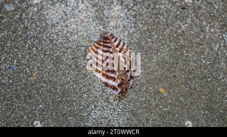 creatura, lumaca, guscio a spirale, granchio da cocco, paesaggio marino, relax, conchiglia, libertà, design, blu, ali, pesci, paesaggio, selvaggio, fauna selvatica, all'aperto, e Foto Stock