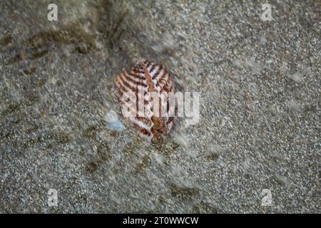 creatura, lumaca, guscio a spirale, granchio da cocco, paesaggio marino, relax, conchiglia, libertà, design, blu, ali, pesci, paesaggio, selvaggio, fauna selvatica, all'aperto, e Foto Stock