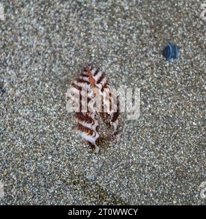 creatura, lumaca, guscio a spirale, granchio da cocco, paesaggio marino, relax, conchiglia, libertà, design, blu, ali, pesci, paesaggio, selvaggio, fauna selvatica, all'aperto, e Foto Stock