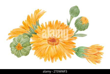 Boquet di calendula officinalis acquerello illustrazioni disegnate a mano. Elementi botanici per etichette, prodotti ecologici, tessuti, erbe naturali Foto Stock