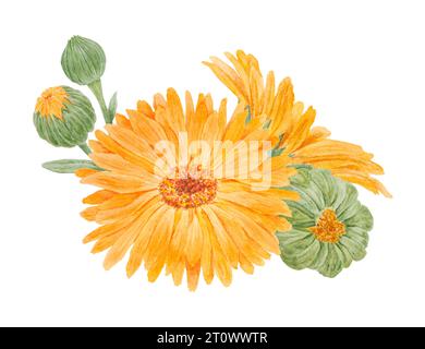 Boquet di calendula officinalis acquerello illustrazioni disegnate a mano. Elementi botanici per etichette, prodotti ecologici, tessuti, erbe naturali Foto Stock