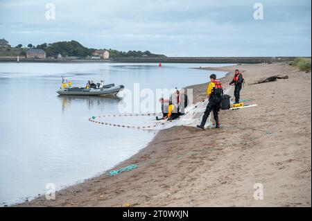 Berwick-upon-Tweed, Regno Unito. 9 ottobre 2023. Il personale dell’Agenzia per l’ambiente effettua un’indagine sulla popolazione ittica sull’estuario del fiume Tweed. Utilizzando una barca e reti da circuizione, ricordano i tradizionali metodi di pesca del salmone che catturano, contano, misurano e rilasciano il pesce per aiutare a comprendere gli stock ittici locali. Crediti: Julian Eales/Alamy Live News Foto Stock