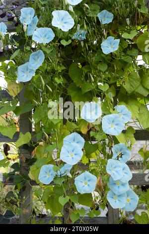 Ipomoea Tricolor Ismay mattina gloria fiori. Foto Stock
