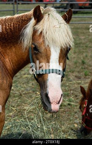 Testa di cavallo che mastica su fieno e paglia - estate Foto Stock