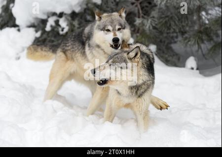 Lupo grigio (Canis lupus) Snarls a Packmate che si lancia da dietro Winter - animale in cattività Foto Stock