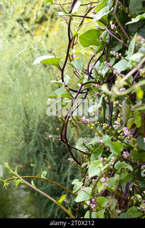 Basella alba 'rubra' - spinaci malabari. Foto Stock