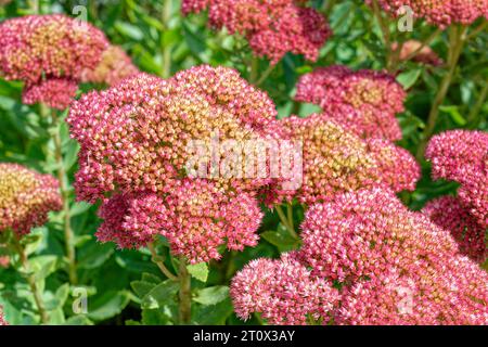 Splendido grappolo di piccoli fiori di colore magenta su una grande pianta di sedum di pietra raggruppata insieme fioritura all'inizio dell'autunno all'aperto in un giardino vicino Foto Stock