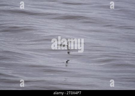 loon dalla gola rossa o subacquea Gavia stellata Foto Stock