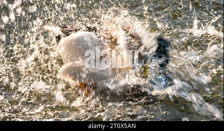 Mallard (Anas platyrhynchos), drake, maschio in splendido abito, bagno e spruzzi nell'acqua di un lago, gocce d'acqua che brillano al sole, che si puliscono Foto Stock