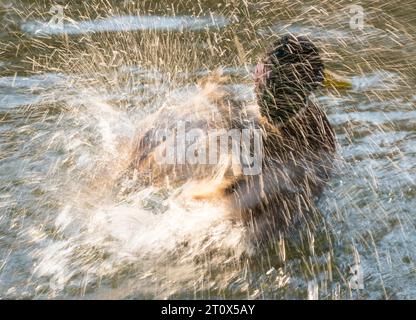 Mallard (Anas platyrhynchos), drake, maschio in splendido abito, bagno e spruzzi nell'acqua di un lago, gocce d'acqua che brillano al sole, che si puliscono Foto Stock