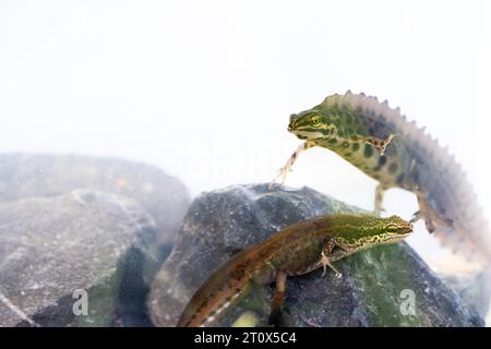 Noce comune (Lissotriton vulgaris), noce palmate (Lissotriton helveticus), maschi di entrambe le specie in acqua che riproducono insieme, foto sott'acqua Foto Stock