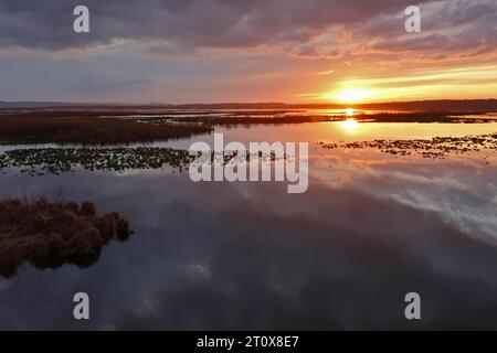 Tramonto sulla riserva naturale grosse Rosin sul Peene, polder riumidificato, riserva ornitologica, parco naturale Peene Valley River Landscape Foto Stock