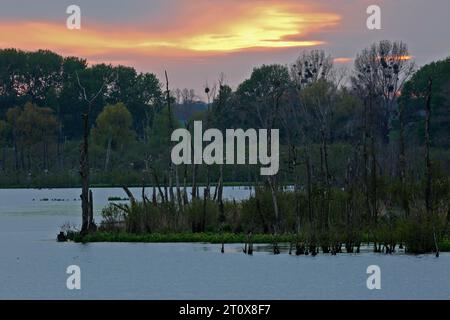 Tramonto sulla riserva naturale grosse Rosin sul Peene, polder riumidificati, colonia riproduttiva del cormorano, riserva ornitologica, fiume Peene Valley Foto Stock