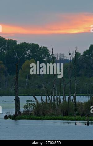 Tramonto sulla riserva naturale grosse Rosin sul Peene, polder riumidificati, colonia riproduttiva del cormorano, riserva ornitologica, fiume Peene Valley Foto Stock