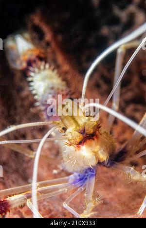 Primo piano estremo dei gamberi rossi e bianchi più puliti (Stenopus hispidus) guardando direttamente lo spettatore, Caraibi Foto Stock