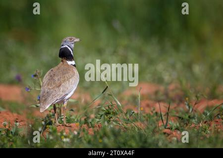 Little Bustard (Tetrax tetrax) maschio di accoppiamento, la Serena steppa area, Estremadura, Spagna Foto Stock