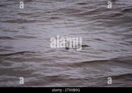 loon dalla gola rossa o subacquea Gavia stellata Foto Stock