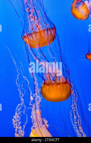 sciame di meduse nel mare blu profondo Foto Stock