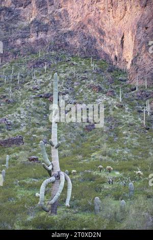 Braccia che si estendono verso il basso su alti cactus Saguaro su un pendio nel deserto del sud-ovest presso il Picacho Peak State Park a nord di Tucson, Arizona, United sta Foto Stock