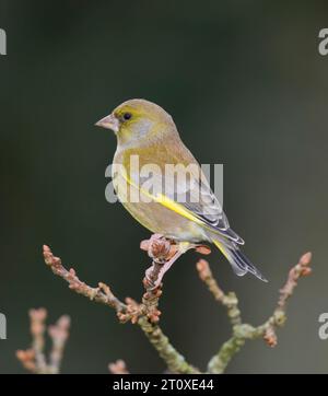 Greenfinch, Carduelis chloris, appollaiati Foto Stock