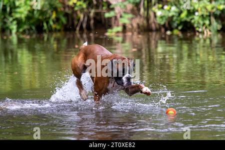 Boxer Dog che gioca nel fiume Foto Stock