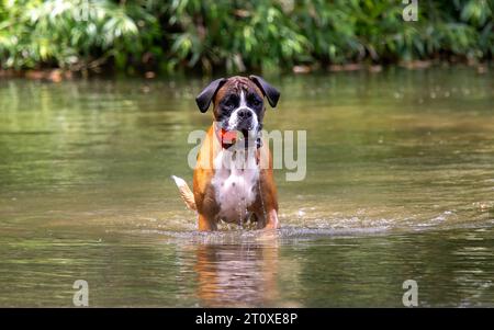 Boxer Dog che gioca nel fiume Foto Stock