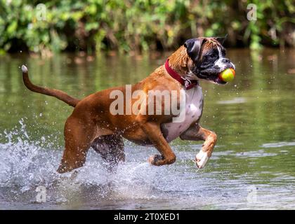 Boxer Dog che gioca nel fiume Foto Stock