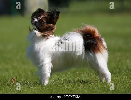 Sable e Papillon bianco, chiamato anche Continental Toy Spaniel, cucciolo in piedi sull'erba Foto Stock