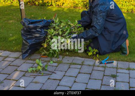 Uomo che raccoglie rami di meli potati in giardino in una chiara giornata autunnale. Foto Stock