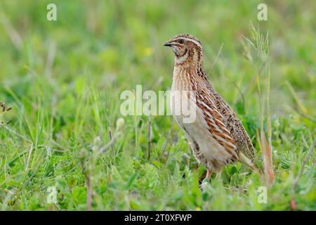 Quaglia comune (Coturnix coturnix), vista laterale di un maschio adulto in piedi a terra, Campania, Italia Foto Stock