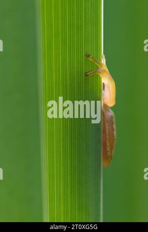 Italian Tree Frog (Hyla intermedia), primo piano del braccio di un giovane attaccato a una foglia, Campania, Italia Foto Stock