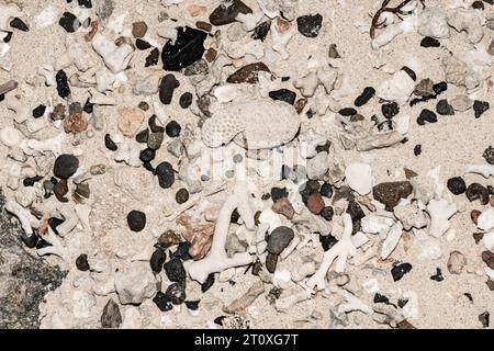 Forme e dimensioni di corallo sparsi e rotti si sono riversati sulla spiaggia delle Fiji Foto Stock