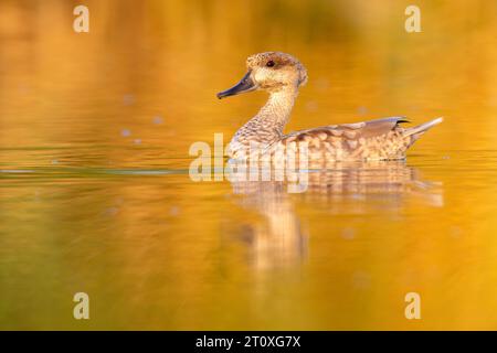 Marmaronetta angustirostris, vista laterale di un adulto che nuota nell'acqua, Campania, Italia Foto Stock